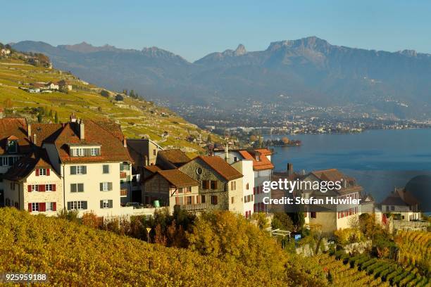 vineyards in autumn, lake geneva and winegrowing village of rivaz, lavaux, canton of vaud, switzerland - geneva canton stock-fotos und bilder