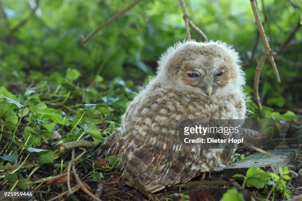 tawny owl (strix aluco), young bird sitting on the ground, 30 days old, allgaeu, bavaria, germany - day old chicks stock pictures, royalty-free photos & images