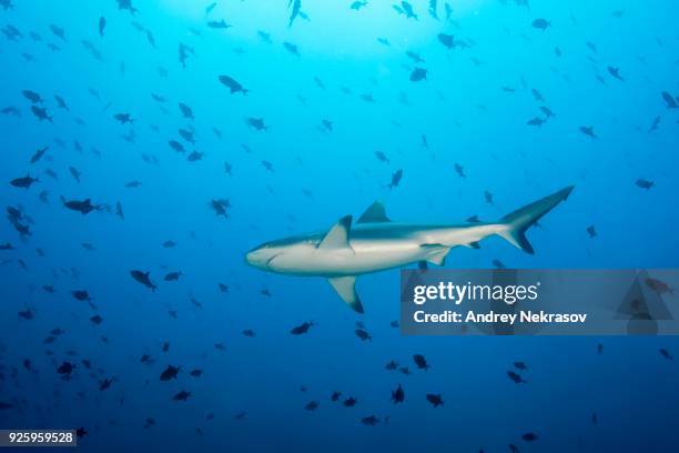 grey reef shark (carcharhinus amblyrhynchos) with school of fish red-toothed triggerfish (odonus niger) in blue water, indian ocean, maldives - grey triggerfish ストックフォトと画像