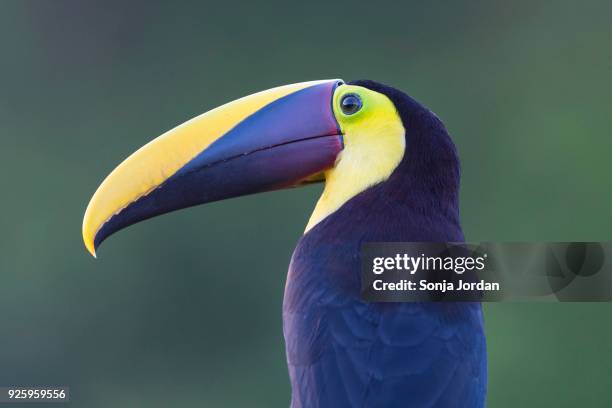yellow-throated toucan (ramphastos ambiguus), portrait, rainforest, boca tapada, costa rica - boca animal stock pictures, royalty-free photos & images