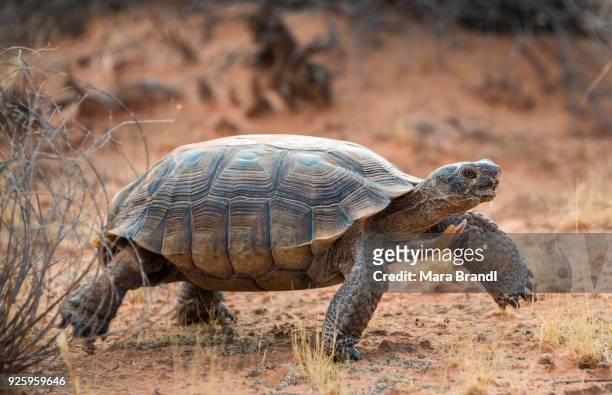 agassizs desert tortoise (gopherus agassizii) walking in dry terrain, valley of fire, mojave desert, nevada, usa - deserto de mojave - fotografias e filmes do acervo
