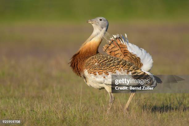 great bustard (otis tarda), cock walking over a meadow, extremadura, spain - great bustard stock pictures, royalty-free photos & images