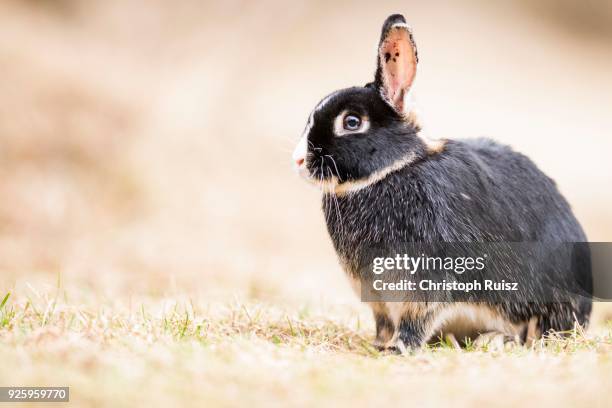 Crossbreeding Rabbits Crossbreeding Photos and Premium High Res Pictures - Getty Images