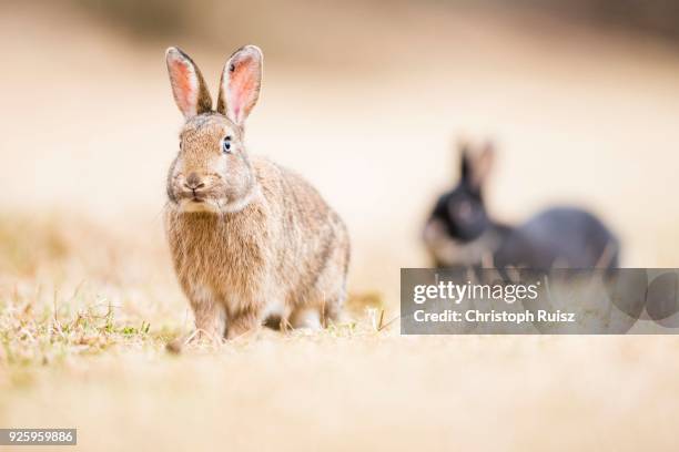 Crossbreeding Rabbits 578 Crossbreeding Stock Photos, High-Res Pictures, and Images - Getty ...