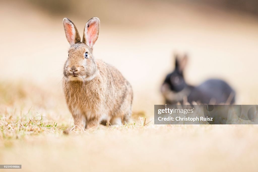 Wild rabbits (Oryctolagus cuniculus) sitting on meadow, crossing with domestic rabbits (Oryctolagus cuniculus forma domestica), Lower Austria, Austria