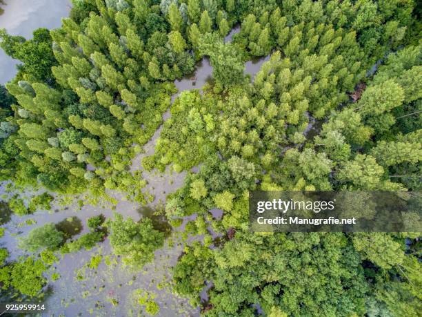 floodplain landscape by the rhine, baden-wuerttemberg, germany - overstromingsgebied stockfoto's en -beelden