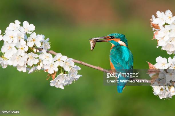 kingfisher (alcedo atthis), male sitting with captured fish on flowering branch, wild cherry (prunus avium), hesse, germany - wild cherry tree - fotografias e filmes do acervo
