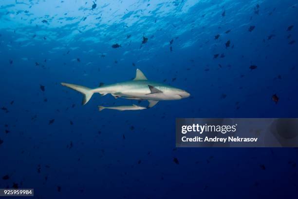 grey reef shark (carcharhinus amblyrhynchos) with school of fish red-toothed triggerfish (odonus niger) in blue water, indian ocean, maldives - grey triggerfish stock pictures, royalty-free photos & images