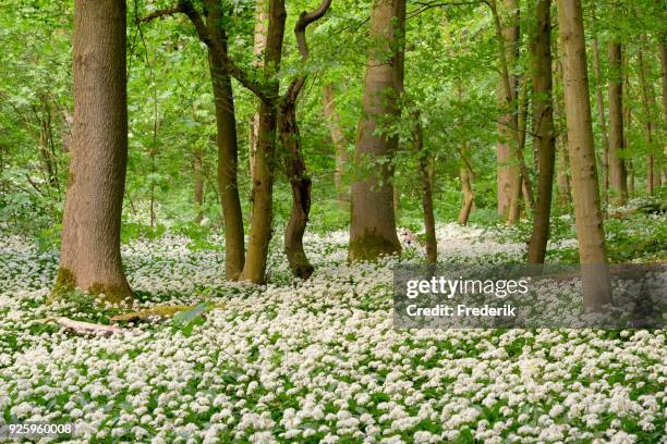 Ramsom Example Ramsom Photos and Premium High Res Pictures - Getty Images