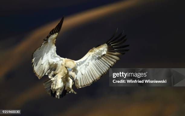 cape vulture (gyps coprotheres) in flight, giant&#39;s castle national park, natal, south africa - cape vulture stock pictures, royalty-free photos & images