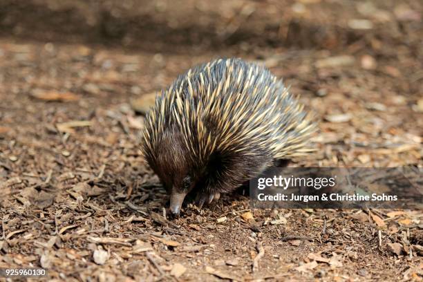 short-beaked echidna (tachyglossus aculeatus), adult foraging, mount lofty, south australia - mount lofty south australia stock pictures, royalty-free photos & images