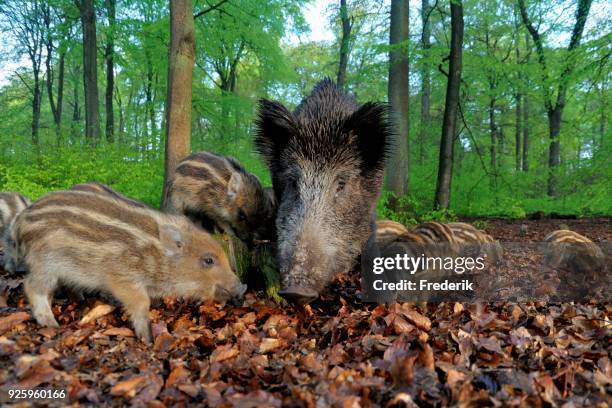 Piglets In Spring 209 Piglet Spring Stock Photos, High-Res Pictures, and Images - Getty ...