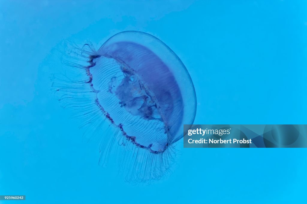 Common jellyfish (Aurelia aurita), blue, Red Sea, Egypt