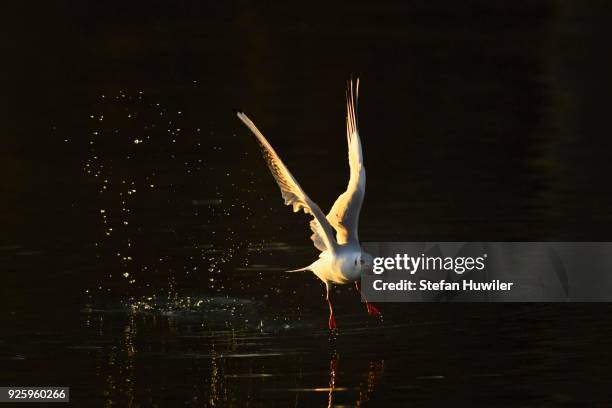 black-headed gull (larus ridibundus) in flight above water, lake zug, canton of zug, switzerland - lake zug stockfoto's en -beelden