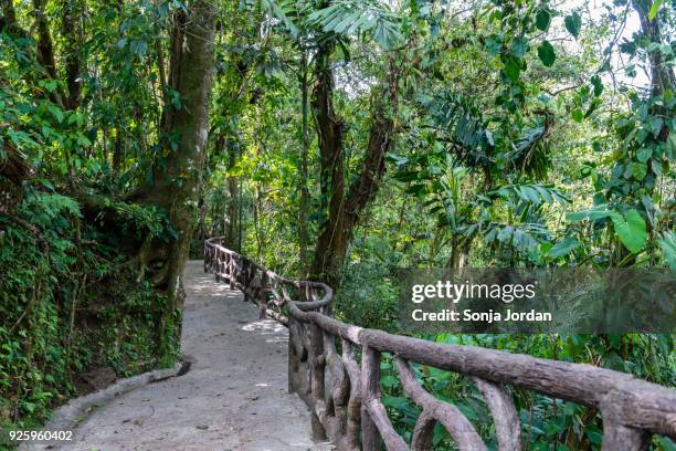 hiking trail, rainforest, mistico arenal hanging bridges park, volcan arenal national park, alajuela province, costa rica - alajuela province stock-fotos und bilder