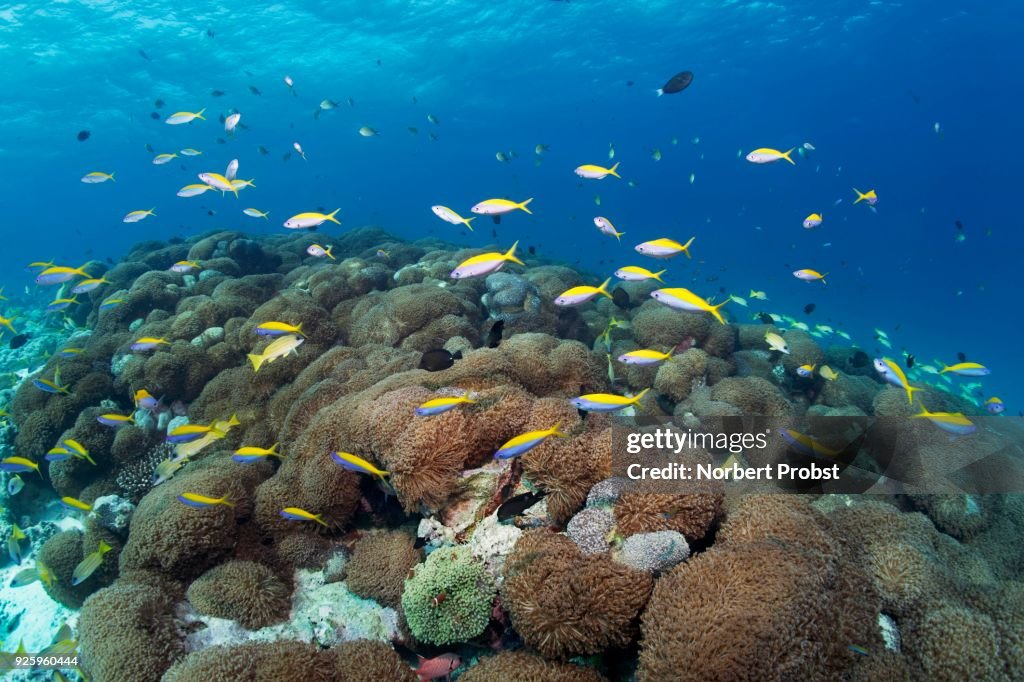 Yellowback fusiliers (Caesio xanthonotus) swimming over Goniopora coral (Goniopora lobata), Lhaviyani Atoll, Maldives