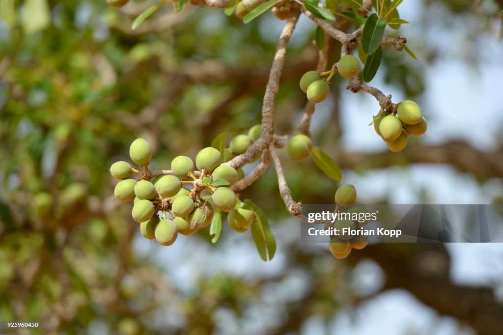 Shea tree (Vitellaria paradoxa) with fruits, Burkina Faso