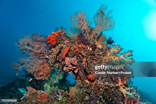 coral block densely covered with various corals, vermillion seabass (cephalopholis miniata), raja ampat, papua barat, west papua, pacific, indonesia - coral hind stock pictures, royalty-free photos & images