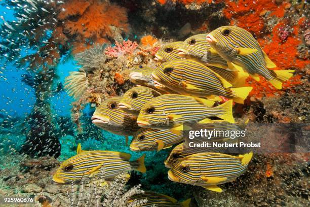 school of ribboned sweetlips (plectorhinchus polytaenia), in front of coral reef, raja ampat, papua barat, west papua, pacific, indonesia - plectorhinchus imagens e fotografias de stock