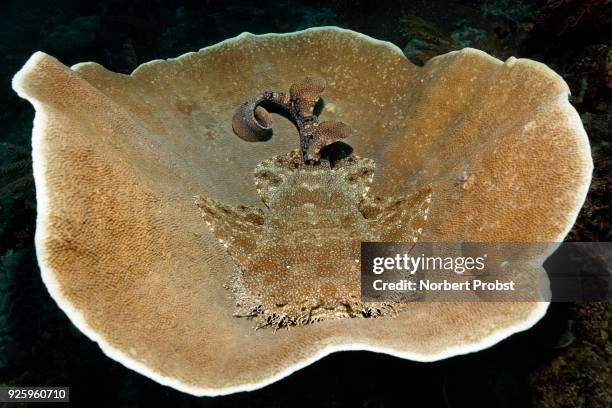 tasselled wobbegong (eucrossorhinus dasypogon) lying on deck coral (coscinarea macneilli), raja ampat, papua barat, west papua, pacific, indonesia - indo pacific ocean imagens e fotografias de stock