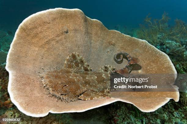 tasselled wobbegong (eucrossorhinus dasypogon) lying on deck coral (coscinarea macneilli), raja ampat, papua barat, west papua, pacific, indonesia - indo pacific ocean imagens e fotografias de stock