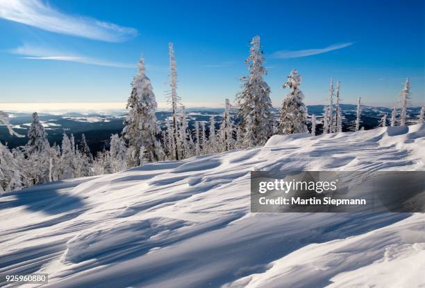 snow drifts, forest with dead trees in the snow, lusen, bavarian forest national park, lower bavaria, bavaria, germany - neve profunda imagens e fotografias de stock