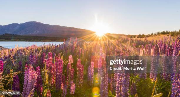 sun shining through purple large-leaved lupines (lupinus polyphyllus), sunrise, backlight, lake tekapo, canterbury region, southland, new zealand - canterbury region new zealand - fotografias e filmes do acervo