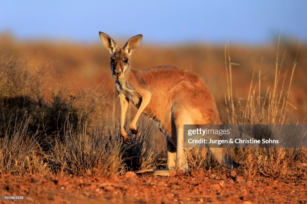 Red Kangaroo Adult Watchful Sturt National Park New South Wales High-Res  Stock Photo - Getty Images
