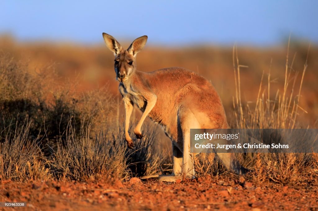 Red Kangaroo Adult Watchful Sturt National Park New South Wales High-Res Stock Photo - Getty Images Red Kangaroo Adult Watchful Sturt National Park New South Wales High-Res Stock Photo - Getty Images