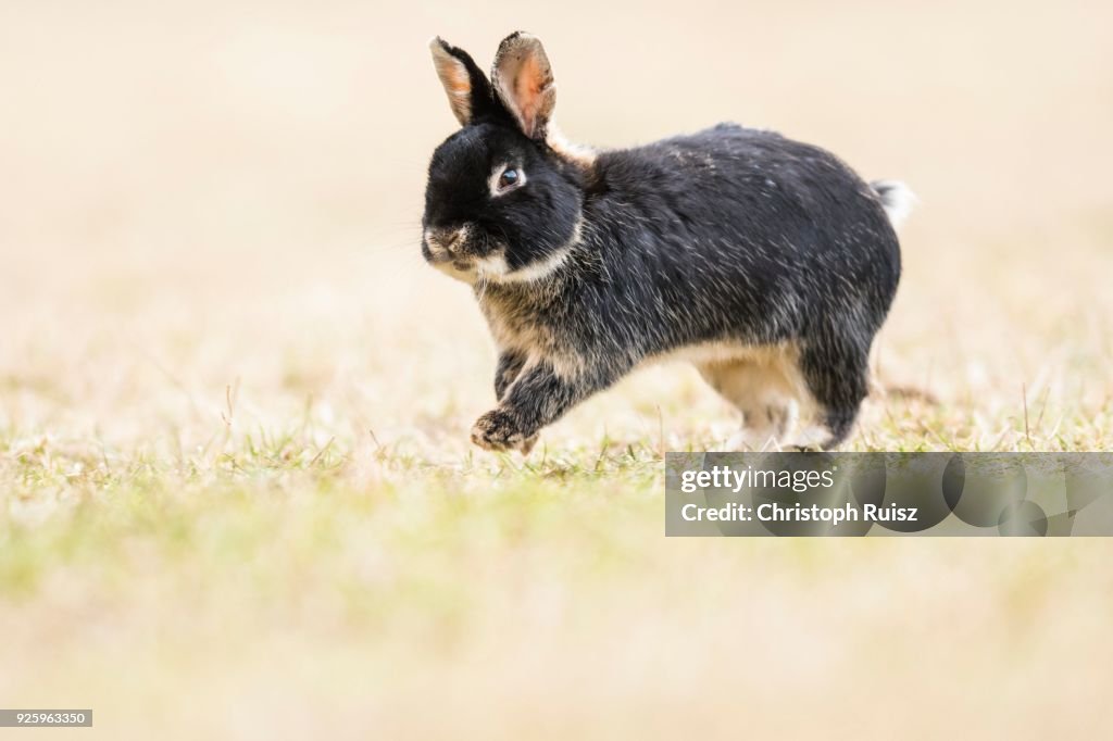 Wild rabbits (Oryctolagus cuniculus) hops on a meadow, crossing with domestic rabbits (Oryctolagus cuniculus forma domestica), Lower Austria, Austria