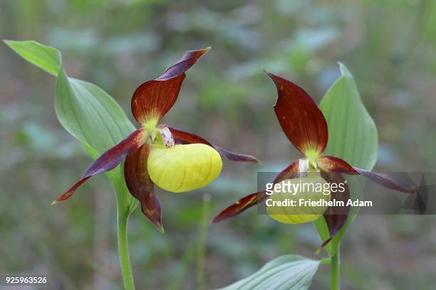 yellow ladys slipper orchid (cypripedium calceolus), blossoms, thuringia, germany - calceolus stock-fotos und bilder