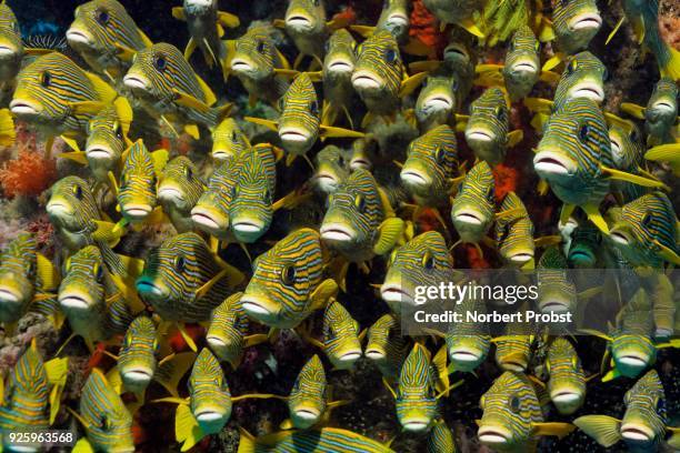 school of ribboned sweetlips (plectorhinchus polytaenia), front view, raja ampat archipelago, papua barat, western new guinea, pacific, indonesia - sweetlips stock pictures, royalty-free photos & images