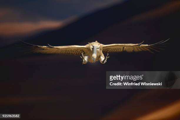 cape vulture (gyps coprotheres) in flight, giant&#39;s castle national park, natal, south africa - cape vulture stock pictures, royalty-free photos & images