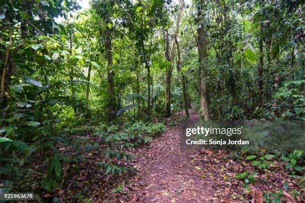 footpath through dense rainforest, arenal volcano national park, alajuela province, costa rica - alajuela province stock-fotos und bilder