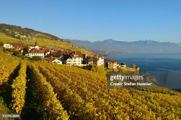 vineyards in autumn, lake geneva and winegrowing village of rivaz, lavaux, canton of vaud, switzerland - geneva canton stock-fotos und bilder