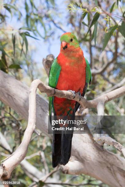 australian king parrot - king parrot stock pictures, royalty-free photos & images