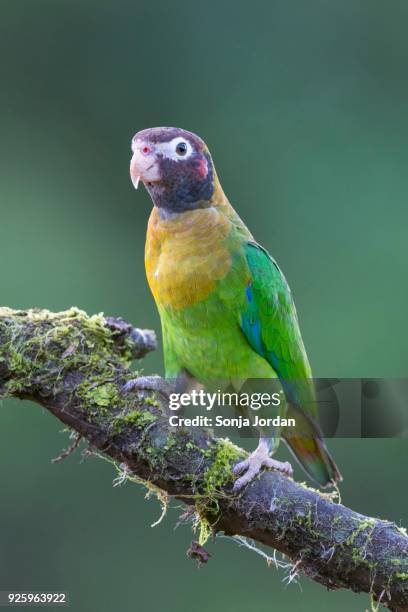 brown-hooded parrot (pyrilia haematotis) sitting on branch, san carlos, boca tapada, alajuela province, costa rica - alajuela province stock-fotos und bilder