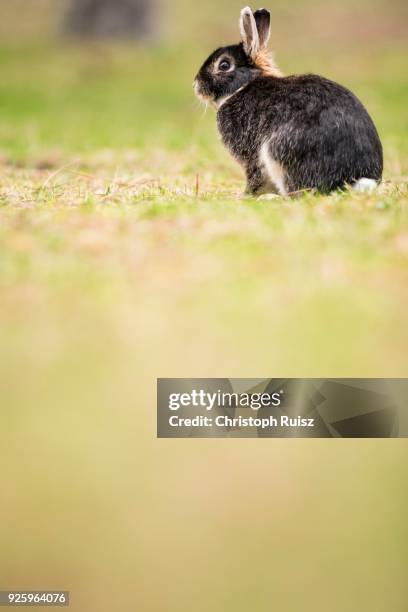 Crossbreed Rabbits 755 Crossbreeding Stock Photos, High-Res Pictures, and Images - Getty ...