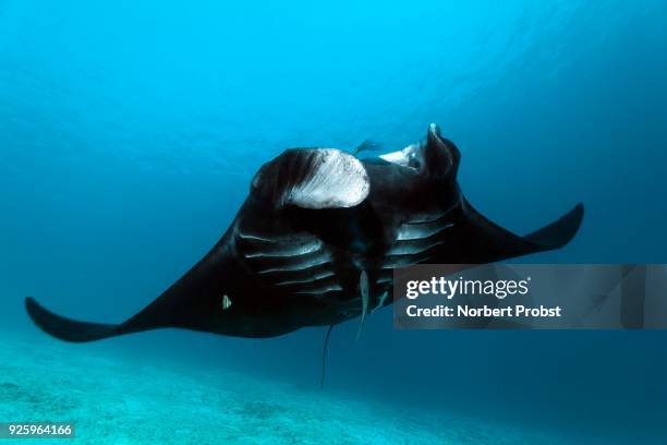 pelagic manta ray (manta birostris), swimming over sand ground, black, fish, raja ampat, west papua, pacific, indonesia - indo pacific ocean imagens e fotografias de stock