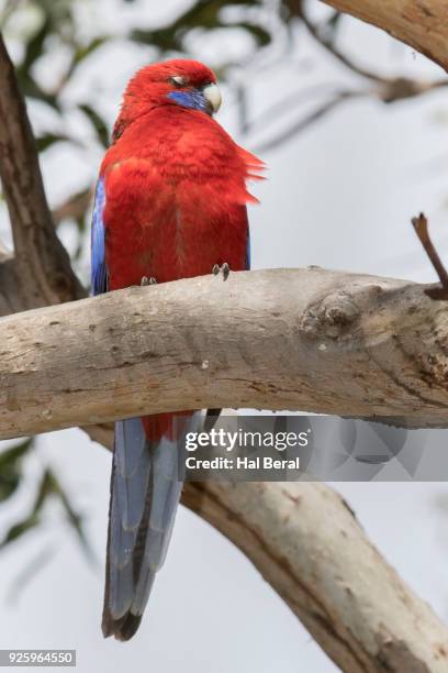 australian king parrot - king parrot stock pictures, royalty-free photos & images