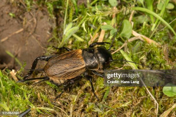 field cricket (gryllus campestris), female beside tunnel, baden-wuerttemberg, germany - gryllus campestris stock pictures, royalty-free photos & images
