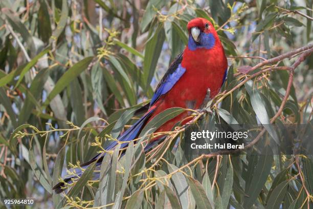 crimson rosella - rosella carmesí fotografías e imágenes de stock