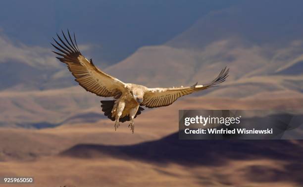 cape vulture (gyps coprotheres) in flight, giant&#39;s castle national park, natal, south africa - cape vulture stock pictures, royalty-free photos & images