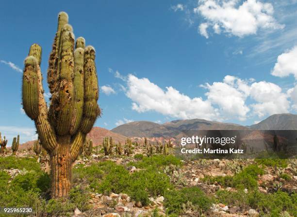 627 Quebrada De Humahuaca Stock Photos, High-Res Pictures, and Images ...