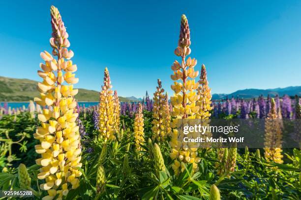 yellow large-leaved lupines (lupinus polyphyllus), lake tekapo, canterbury region, southland, new zealand - canterbury region new zealand - fotografias e filmes do acervo