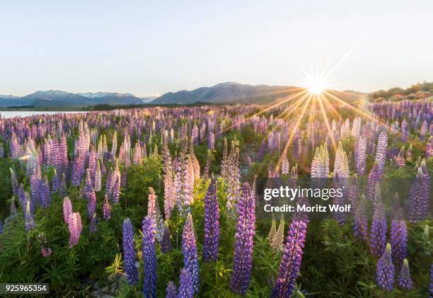 sun shining through purple large-leaved lupines (lupinus polyphyllus), sunstern, sunrise, lake tekapo, canterbury region, southland, new zealand - canterbury region new zealand stockfoto's en -beelden