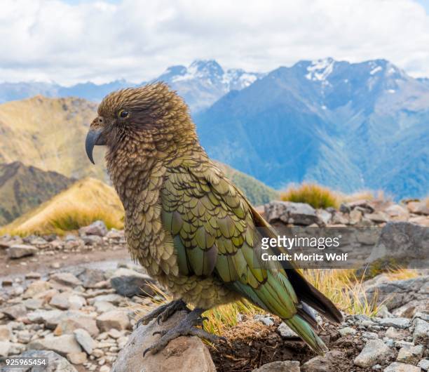 mountain parrot, kea (nestor notabilis) in the mountains, kepler track, fiordland national park, south island, new zealand - kearton stock-fotos und bilder