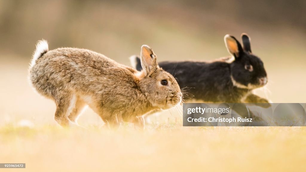 Two rabbits (Oryctolagus cuniculus), playing, crossing with domestic rabbit (Oryctolagus cuniculus forma domestica), Lower Austria, Austria