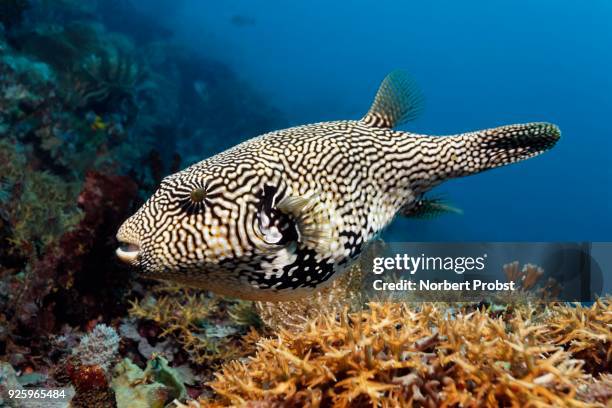 map puffer (arothron mappa), raja ampat, papua barat, west papua, indonesia, pacific ocean - arothron puffer stock pictures, royalty-free photos & images