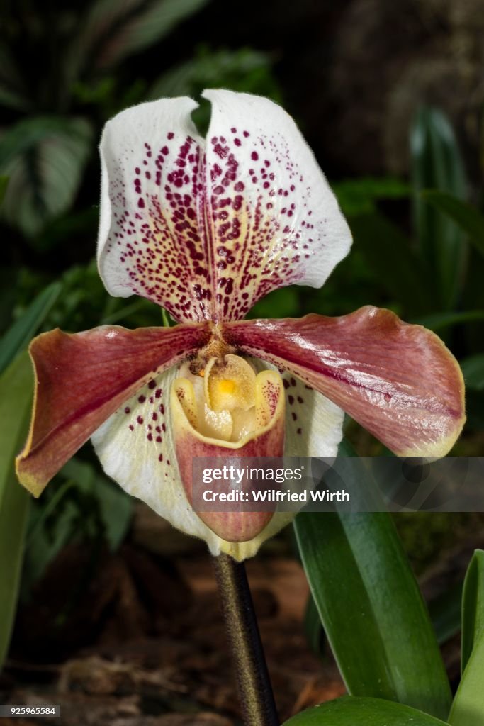 Venus Slipper (Paphiopedilum), flowering
